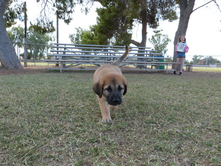 chinook dog